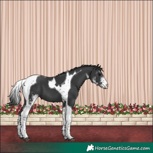 Horse Color:Black Sabino Tobiano 