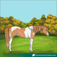 Horse Color:Chestnut Sabino Tobiano