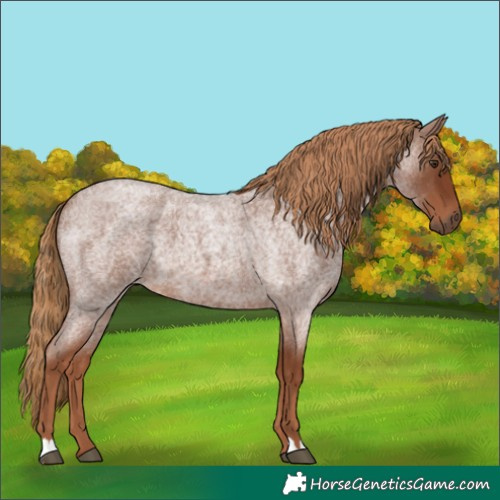 Horse Color:Red Roan 