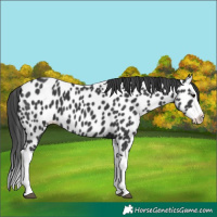 Horse Color:Black Splash Leopard