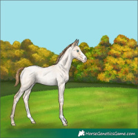 Horse Color:Smoky Blue Roan Pearl Sabino Rabicano 
