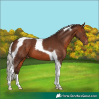 Horse Color:Silver Brown Tobiano Varnish