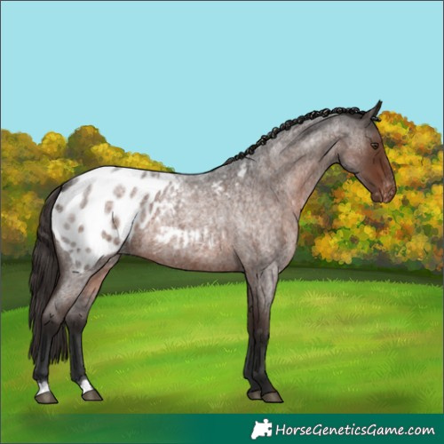 Horse Color:Liver Red Roan Blanket