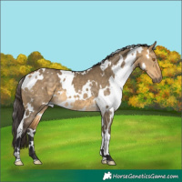 Horse Color:White Spotted Buckskin Dun