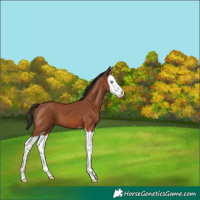 Horse Color:Bay Splash 
