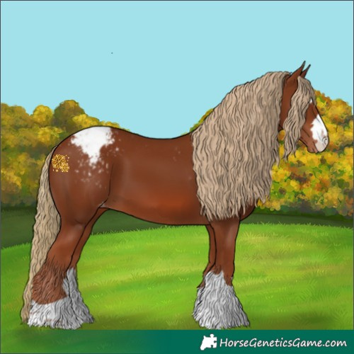 Horse Color:Chestnut Appaloosa 