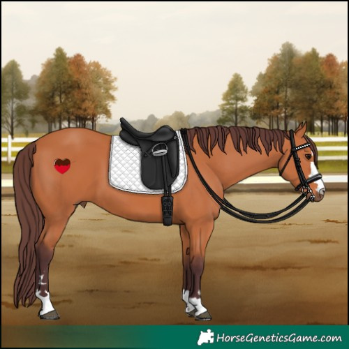 Horse Color:Chocolate Bay