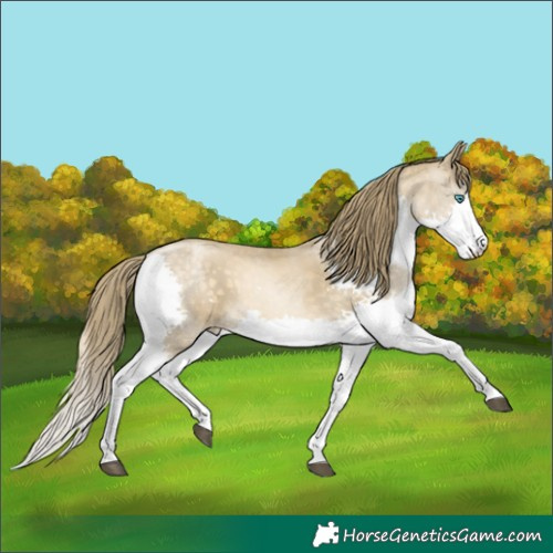 Horse Color:Buckskin Pearl Splash 