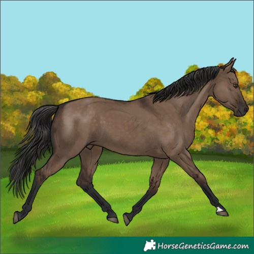Horse Color:Liver Red Dun 