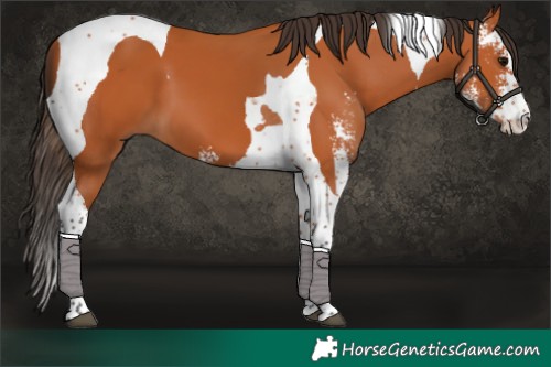 Horse Color:Bay Sabino Tobiano