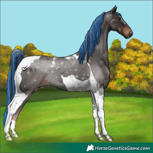 Horse Color:Painted Liver Chestnut Tobiano