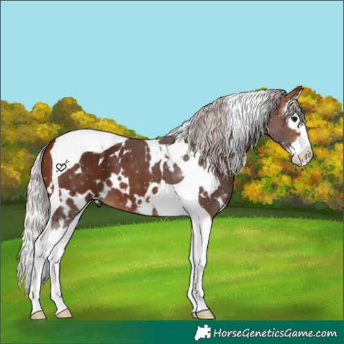 Horse Color:White Spotted Silver Bay Splash Tobiano