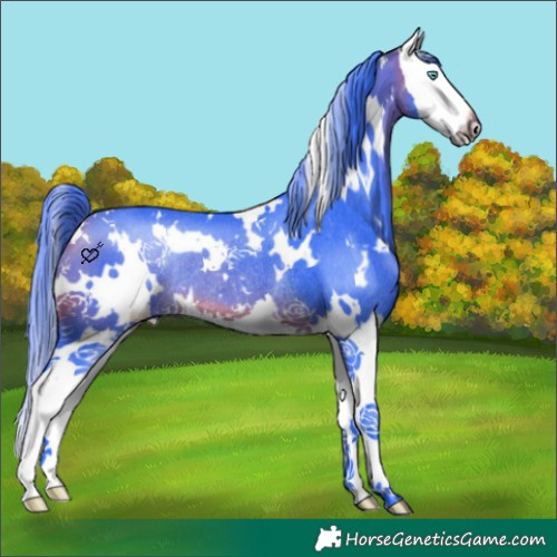 Horse Color:Watercolor White Spotted Bay Splash Rabicano 