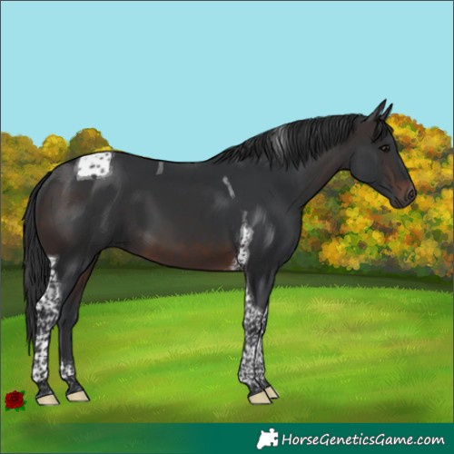 Horse Color:Brown Tobiano 