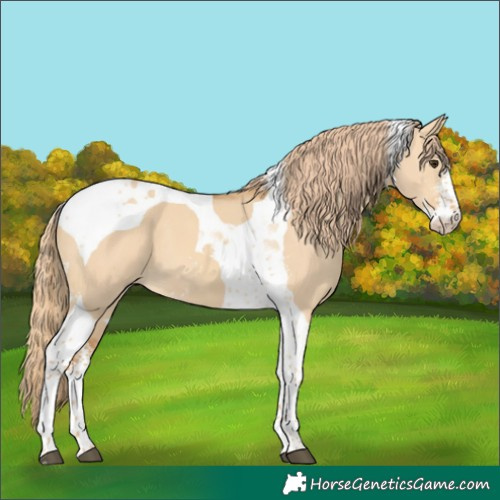 Horse Color:Red Dun Sabino Tobiano