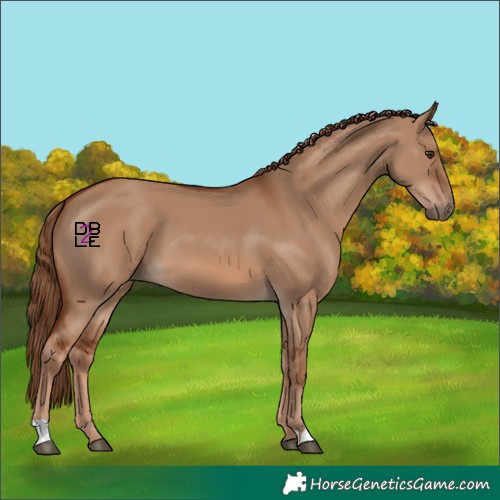 Horse Color:Red Dun 