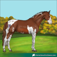 Horse Color:Chestnut Sabino Tobiano