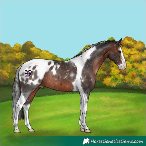 Horse Color:Brown Splash Tobiano Appaloosa