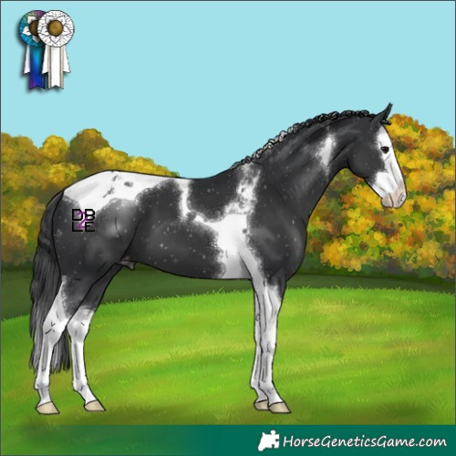 Horse Color:Black Splash Tobiano Appaloosa 