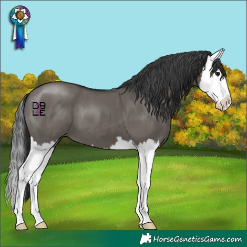 Horse Color:Grullo Splash