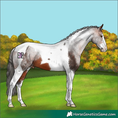 Horse Color:Bay Tobiano Appaloosa 