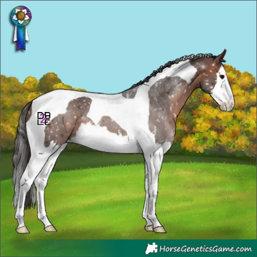 Horse Color:Bay Splash Tobiano Appaloosa 