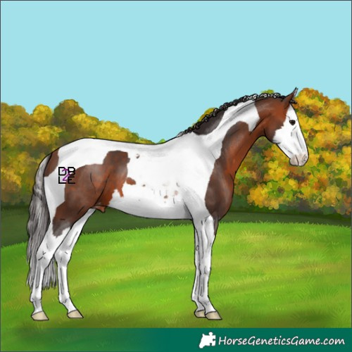 Horse Color:Bay Splash Tobiano Appaloosa 