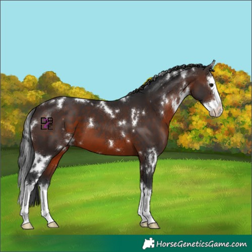 Horse Color:White Spotted Brown Splash