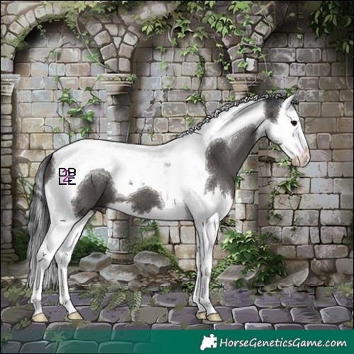 Horse Color:Black Splash Tobiano