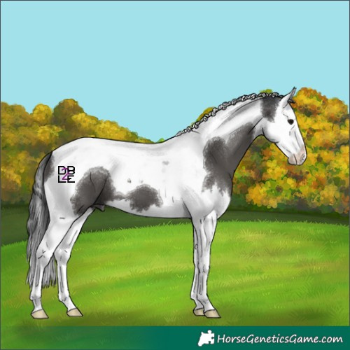 Horse Color:Black Splash Tobiano