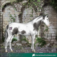 Horse Color:Black Splash Tobiano 