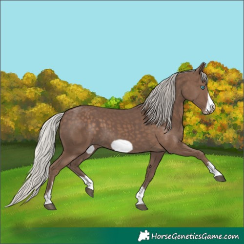 Horse Color:Silver Black Frame