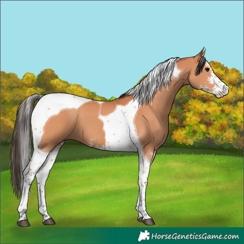 Horse Color:Bay Sabino Tobiano