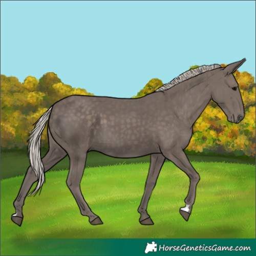 Horse Color:Silver Black
