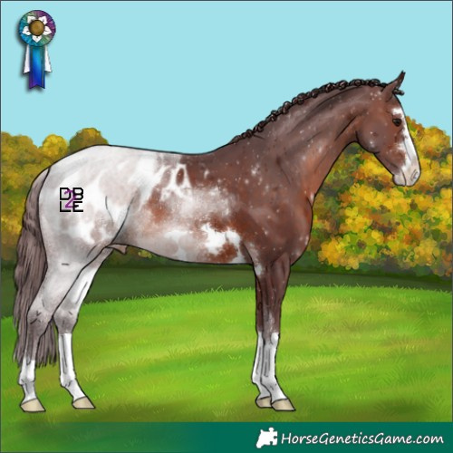 Horse Color:Chocolate Brown Appaloosa 