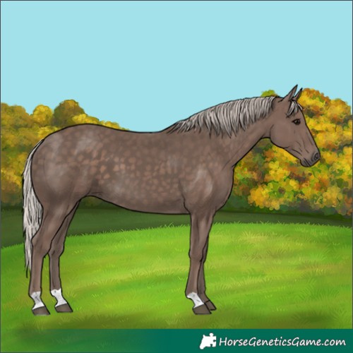 Horse Color:Silver Black