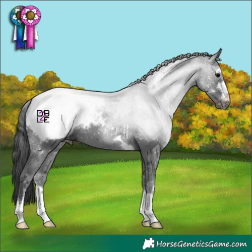 Horse Color:Black Appaloosa 