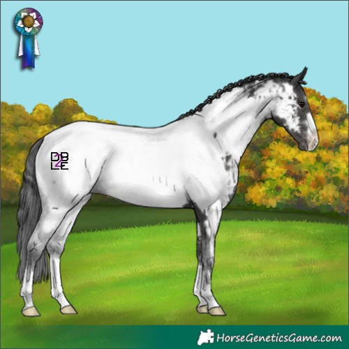 Horse Color:Black Appaloosa 