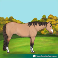 Horse Color:Bay Dun 