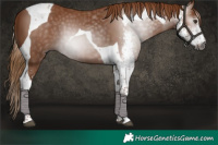 Horse Color:Gray Chestnut Sabino Tobiano 
