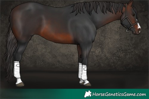 Horse Color:Brown 
