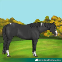 Horse Color:Black Splash Tobiano