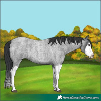 Horse Color:Blue Roan Splash