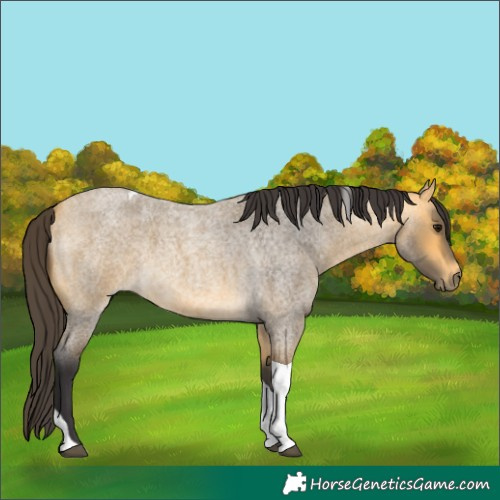 Horse Color:Buckskin Roan Tobiano 