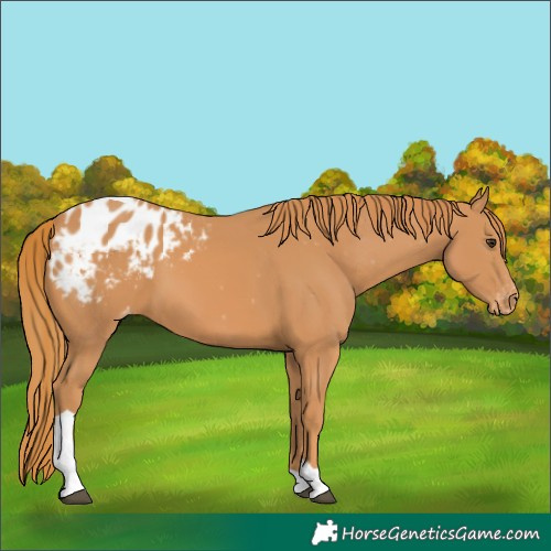 Horse Color:Chestnut Tobiano Appaloosa 