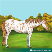 Horse Color:Chestnut Tobiano Appaloosa