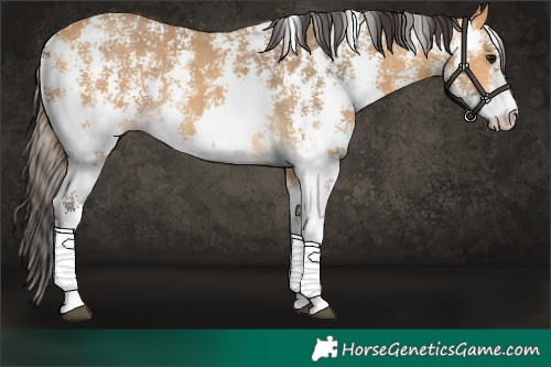 Horse Color:Buckskin Sabino 