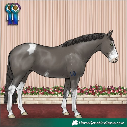 Horse Color:Grullo Sabino Blanket 