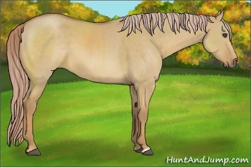 Horse Color:Palomino Dun 