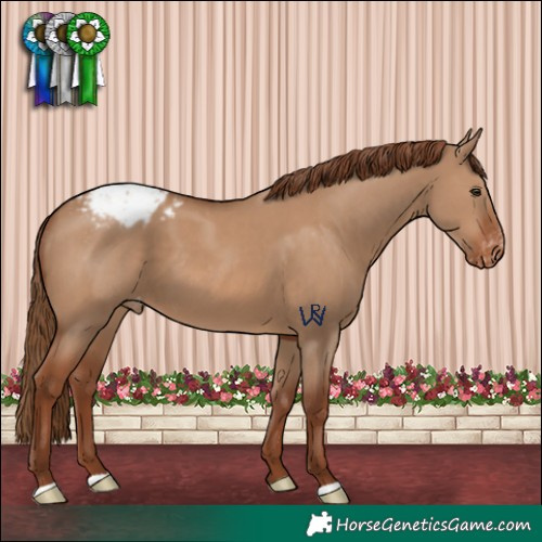 Horse Color:Red Dun Appaloosa 